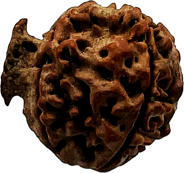 Ganesh Rudraksha (Certified)