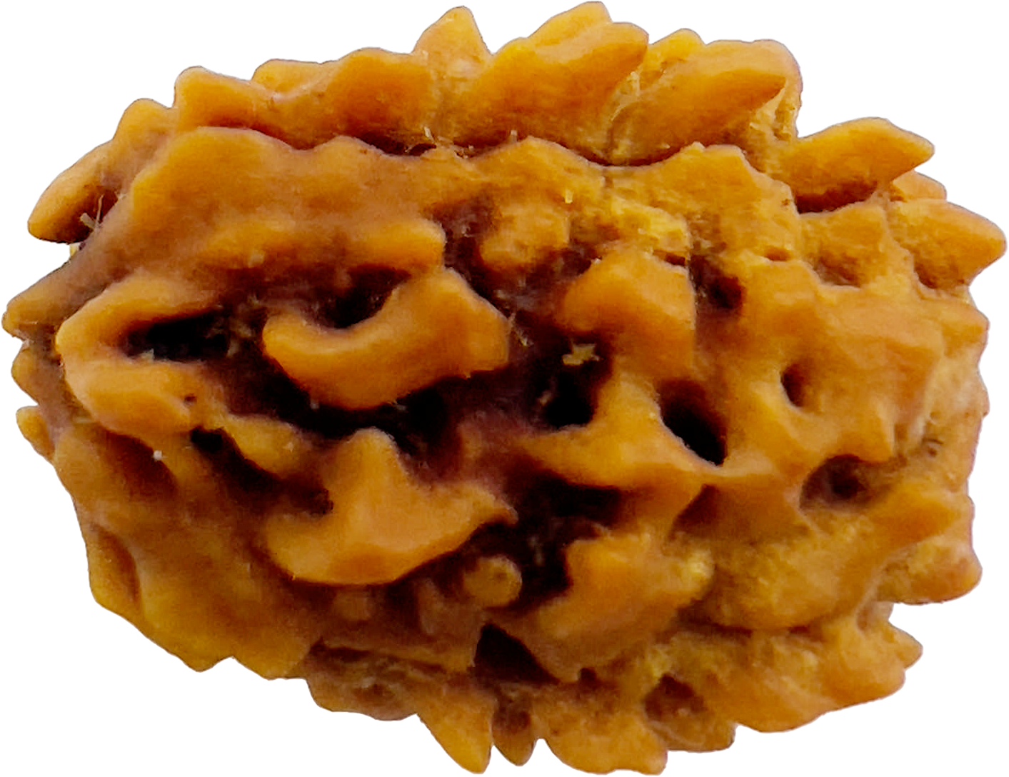 3 Mukhi Rudraksha (Indonesian)