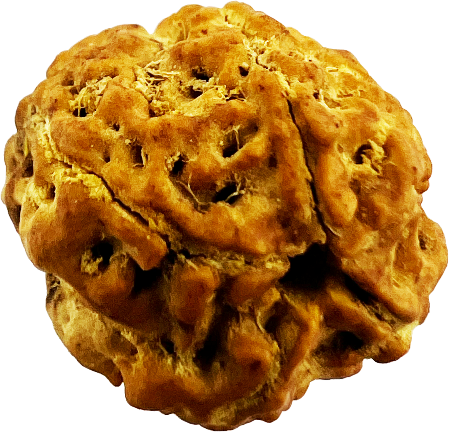 5 मुखी रुद्राक्ष (इंडोनेशियाई)