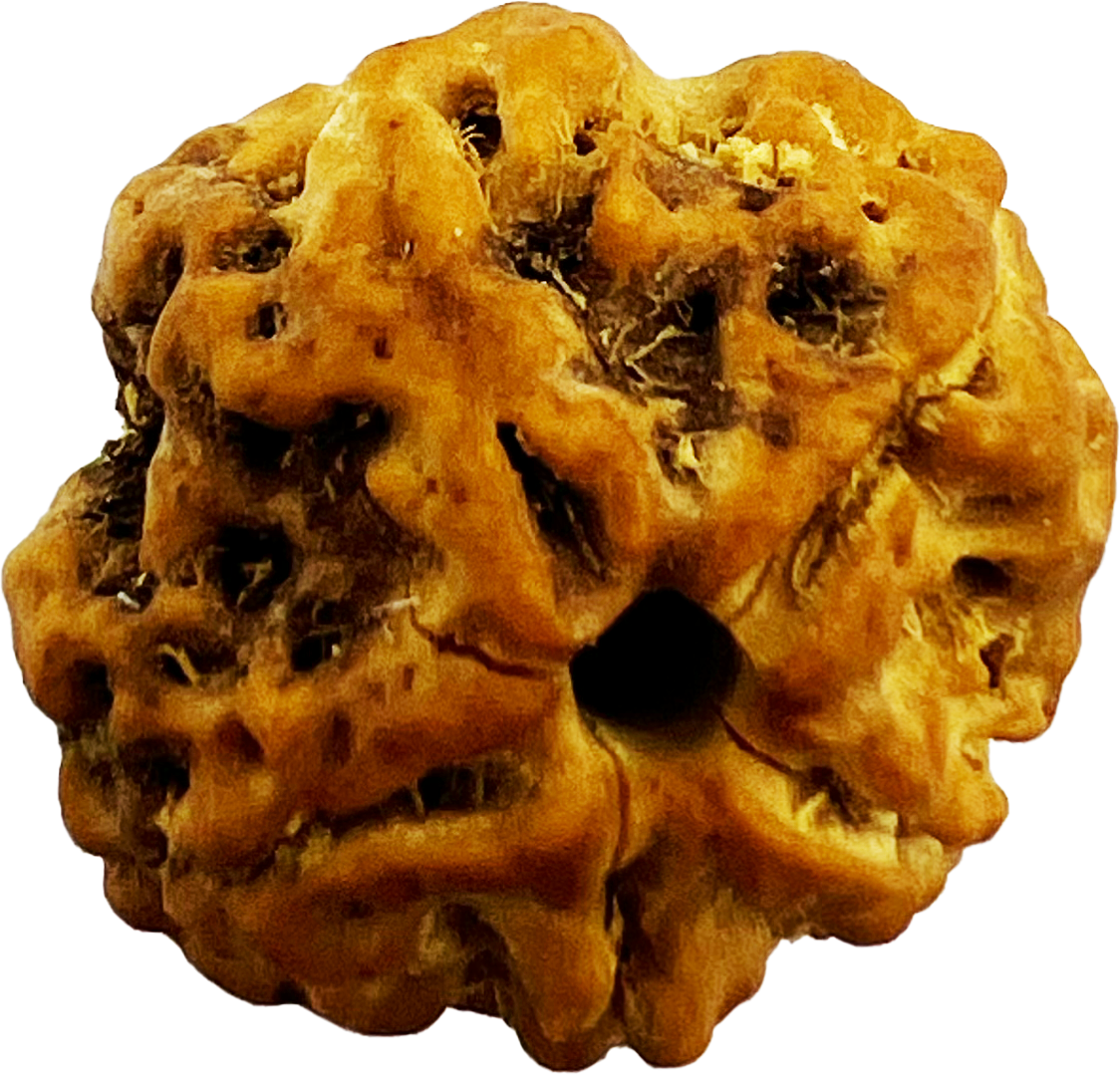 5 मुखी रुद्राक्ष (इंडोनेशियाई)