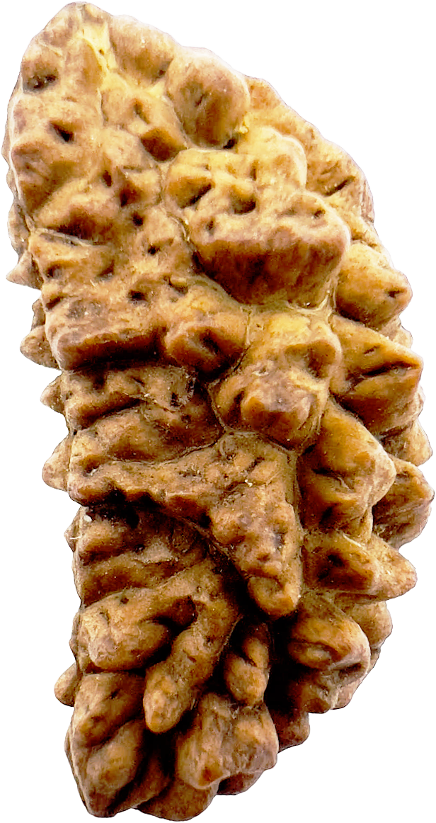 1 Mukhi Rudraksha (Indonesian) Certified