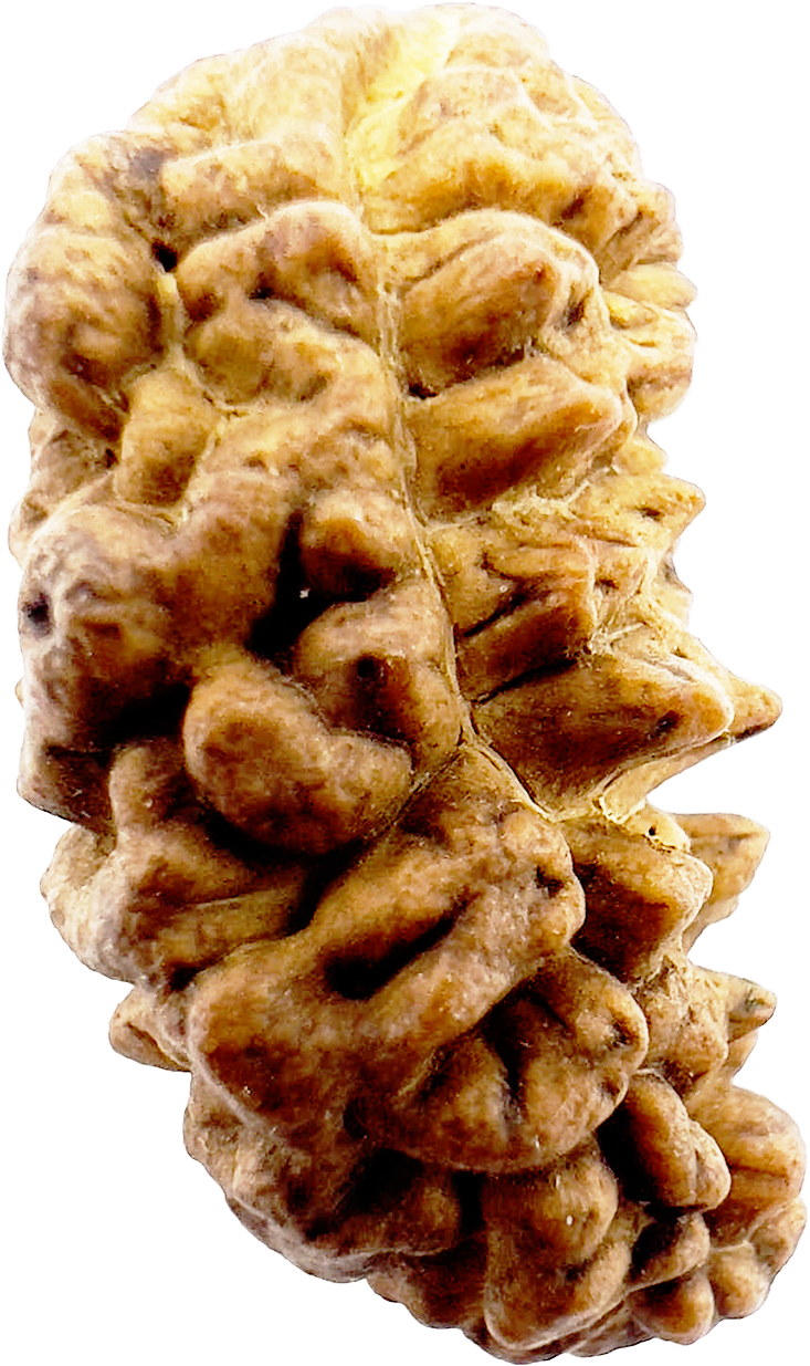 1 Mukhi Rudraksha (Indonesian) Certified