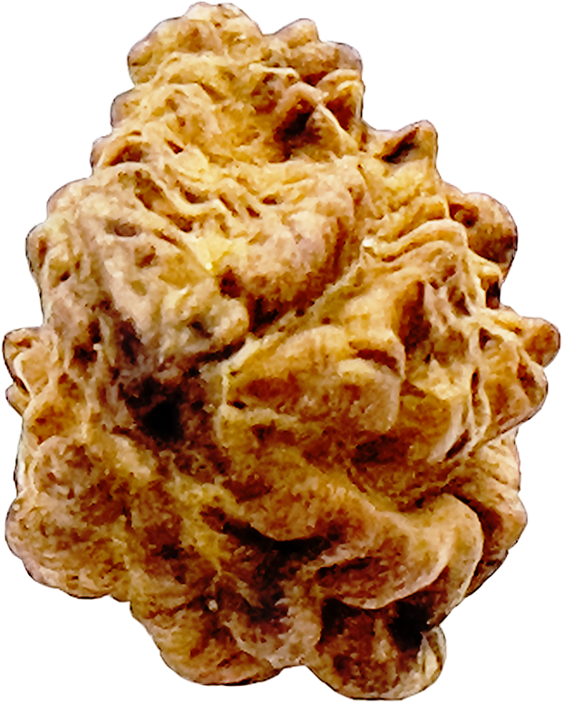 1 Mukhi Rudraksha (Indonesian) Certified