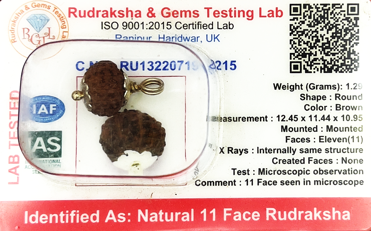 11 Mukhi Rudraksha (Certified)