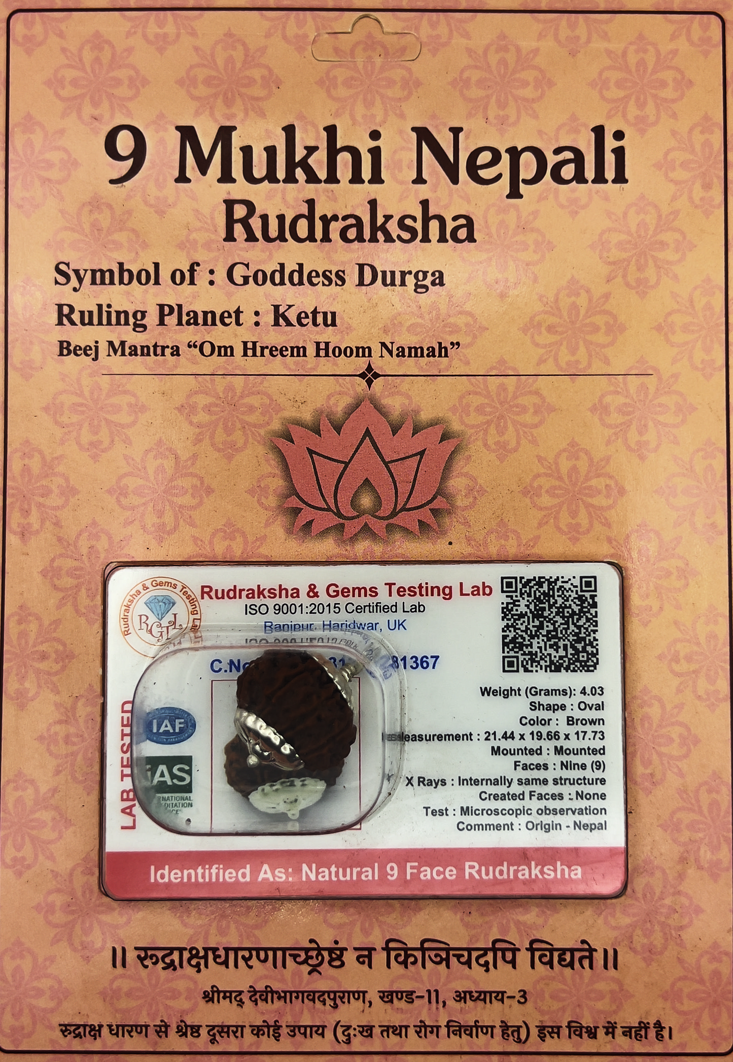 9 Mukhi Nepali Rudraksha (Certified)
