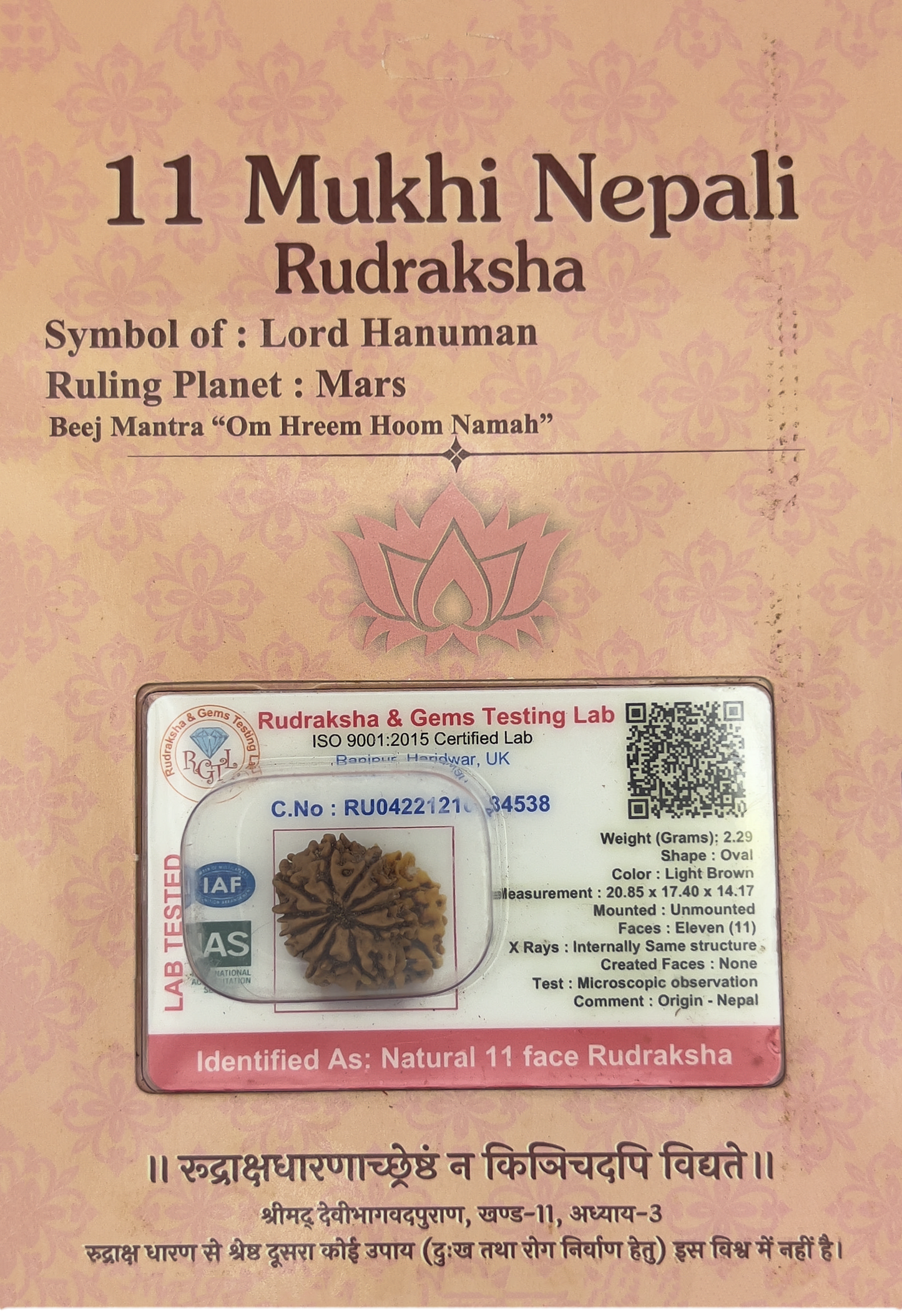 11 Mukhi Nepali Rudraksha (Certified)