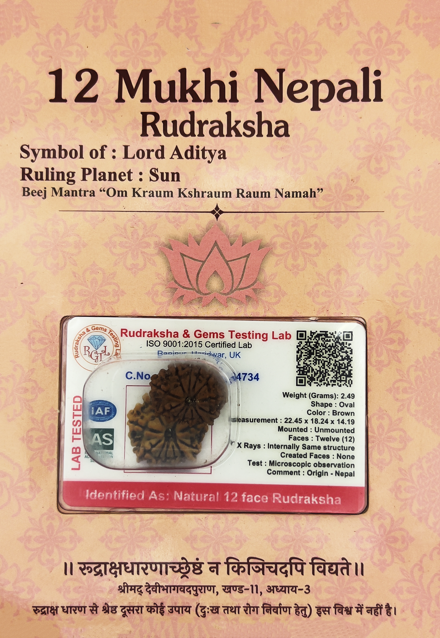 12 Mukhi Nepali Rudraksha (Certified)