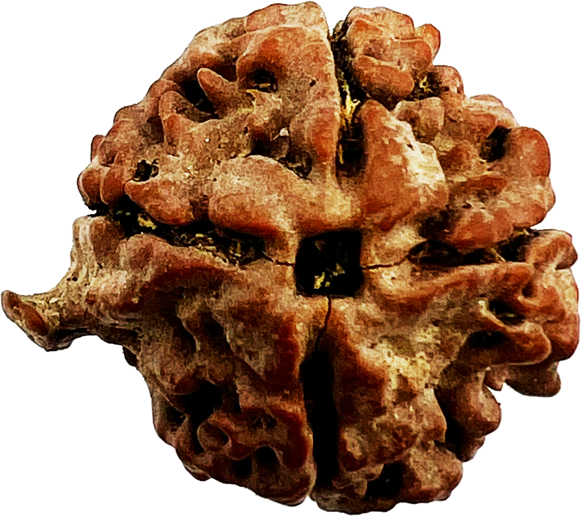 Ganesh Rudraksha (Certified)