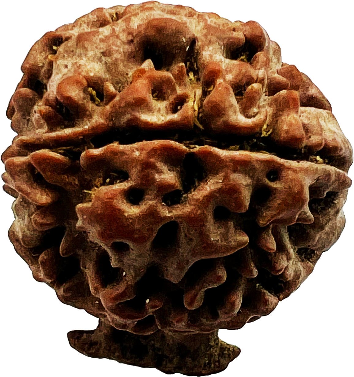 Ganesh Rudraksha (Certified)
