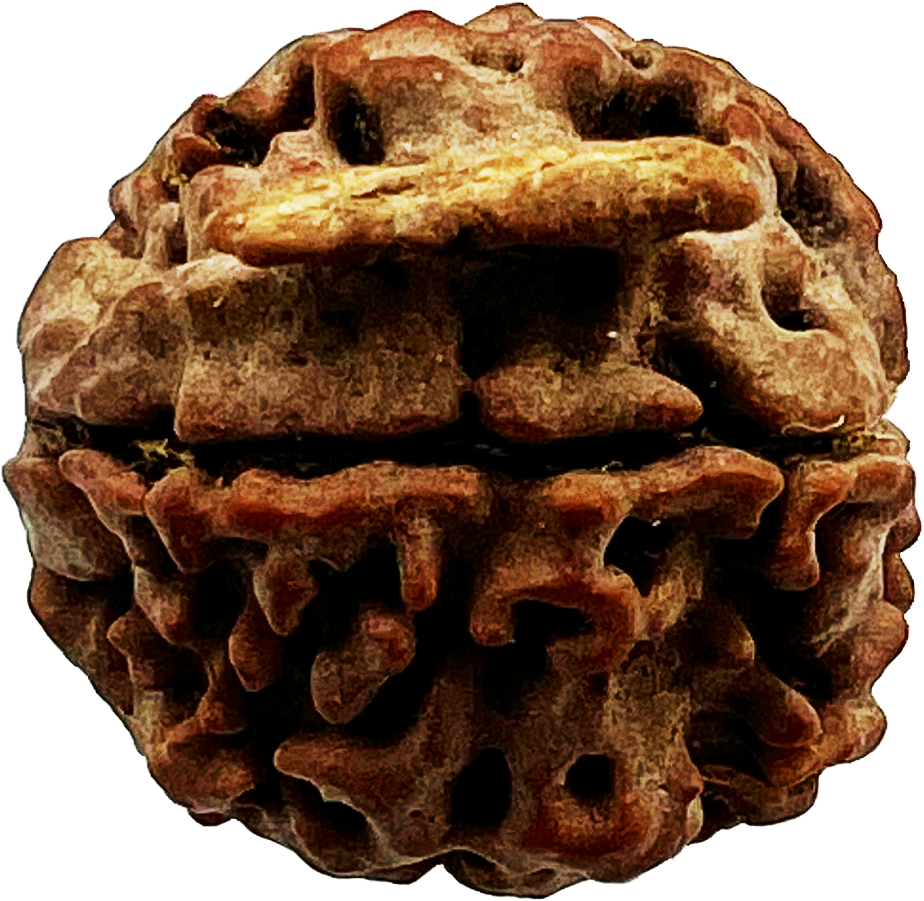 Ganesh Rudraksha (Certified)