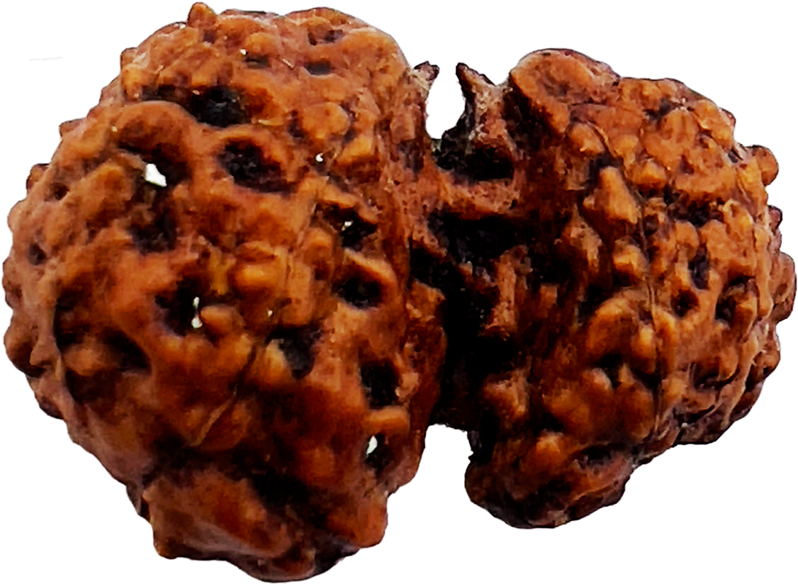 Gauri Shankar Rudraksha (Certified)
