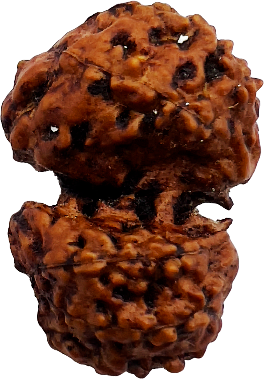 Gauri Shankar Rudraksha (Certified)