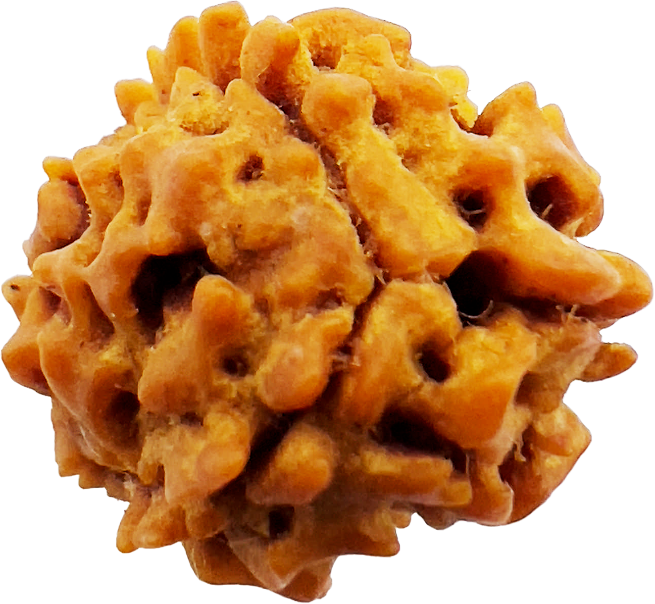 3 Mukhi Rudraksha (Indonesian)