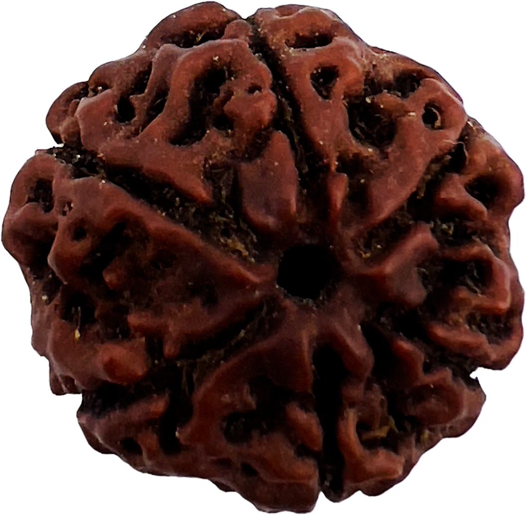 6 Mukhi Rudraksha (Indonesian)