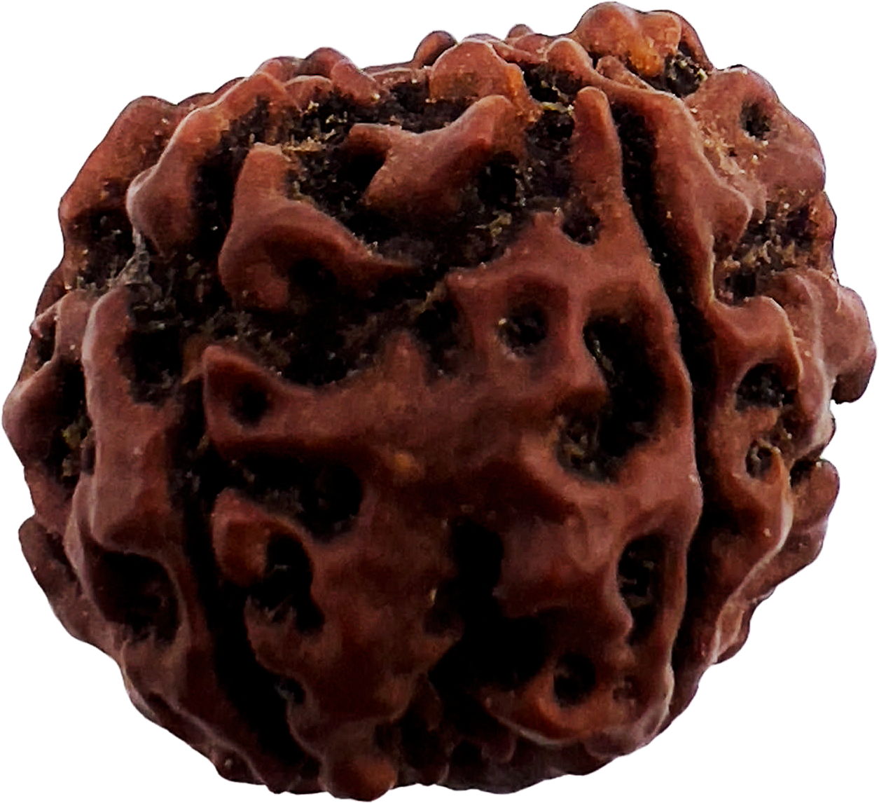 6 Mukhi Rudraksha (Indonesian)