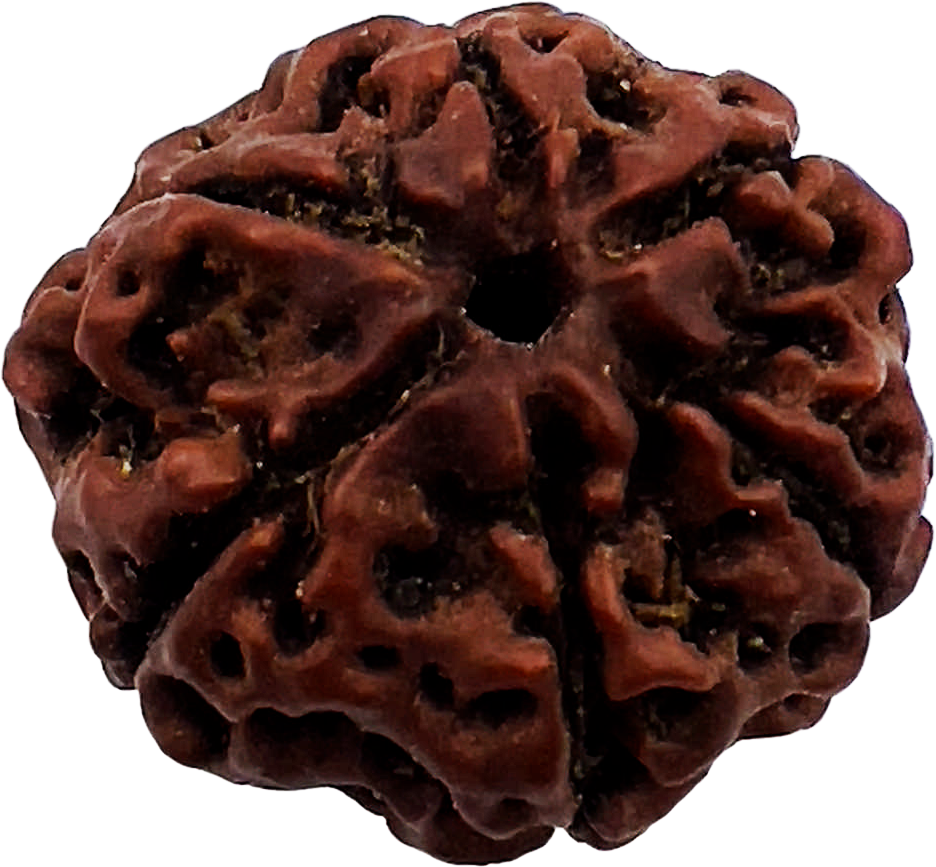 6 Mukhi Rudraksha (Indonesian)