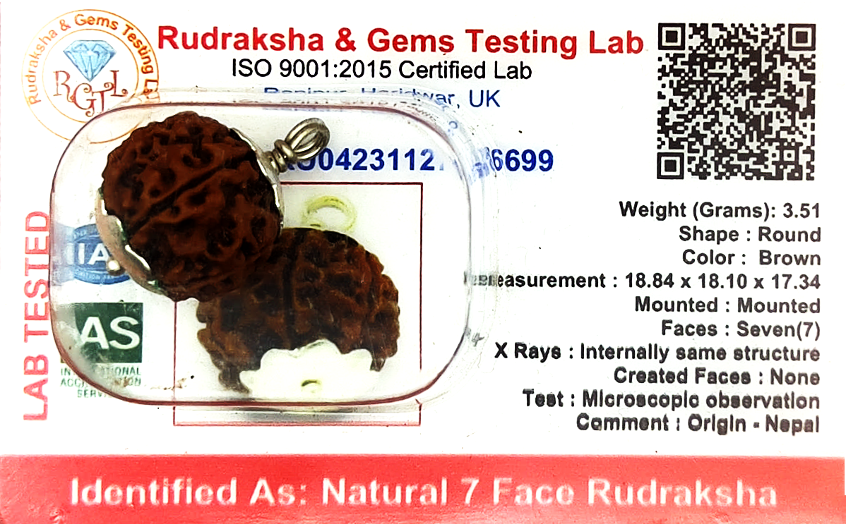 7 Mukhi Rudraksha (Indonesian)