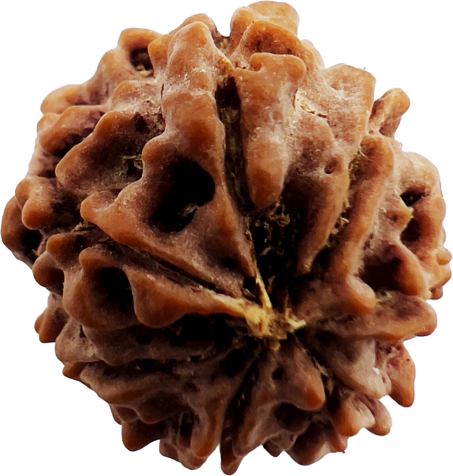 7 Mukhi Rudraksha (Indonesian)