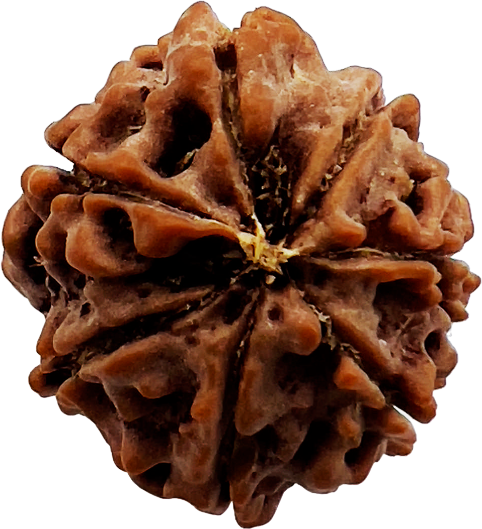 7 Mukhi Rudraksha (Indonesian)