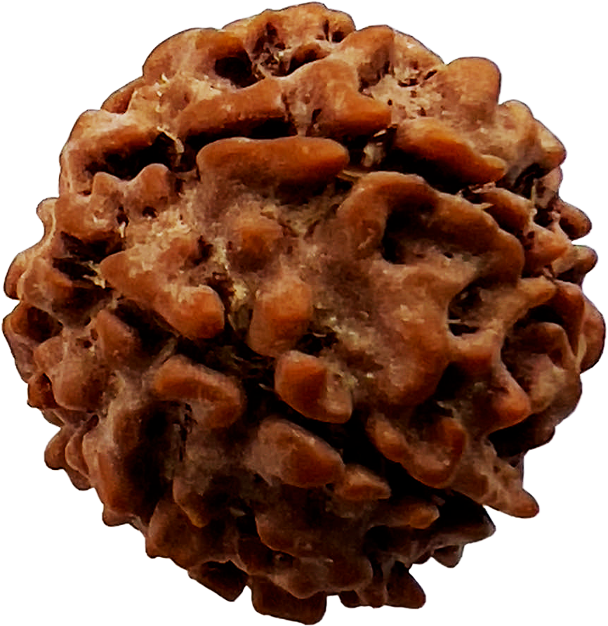 7 Mukhi Rudraksha (Indonesian)